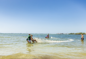 People in knee-deep water drag a net through the water in a semi-circle.
